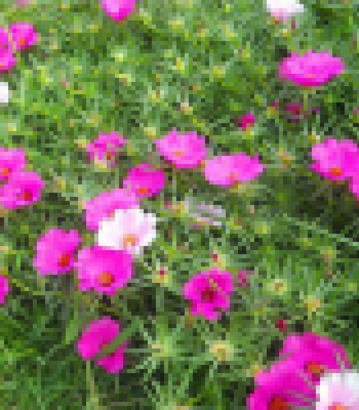 太陽花